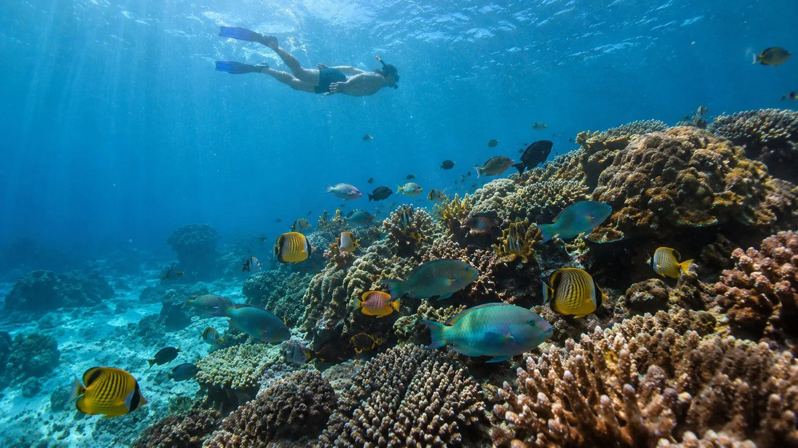 Snorkeler swimming over a coral reef full of parrotfish and butterflyfish in the Andaman Sea